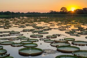 A Guide to Visiting Brazil's Pantanal