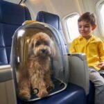 Best Airlines for Pet Travel- Know the Policies Before You Fly