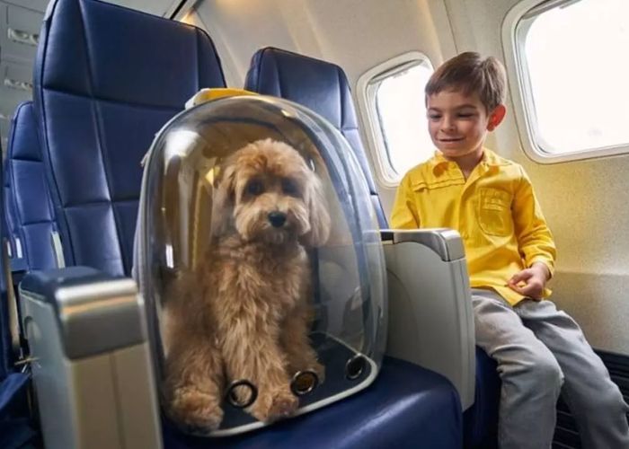 Best Airlines for Pet Travel- Know the Policies Before You Fly