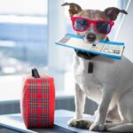 10 Must-Know Pet-Friendly Travel Tips for Stress-Free Trips with Your Furry Friends