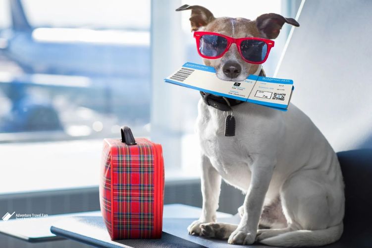 10 Must-Know Pet-Friendly Travel Tips for Stress-Free Trips with Your Furry Friends